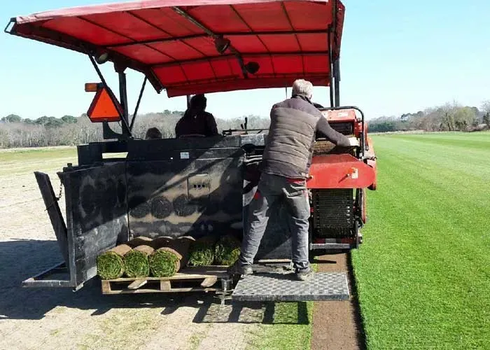plantation gazon